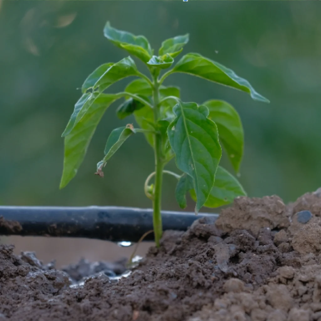 Sistema de riego por goteo para cultivos agrícolas